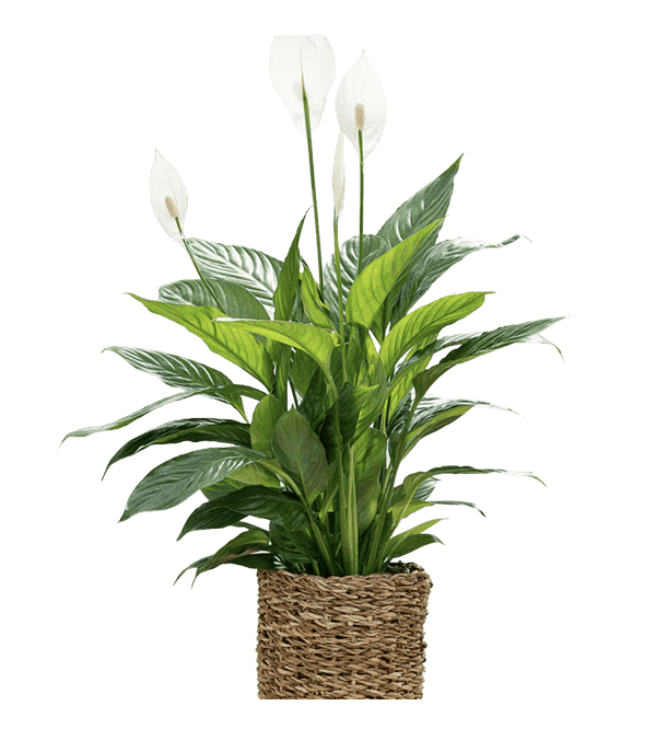 Fredslilje, Spathiphyllum 'Vivaldi', Ø17 cm potte