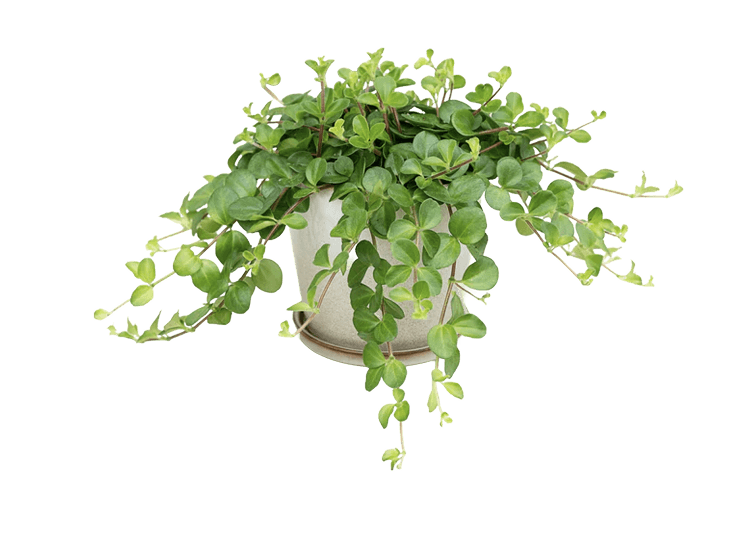Radiatorplante, Peperomia Rotundifolia, Ø12 cm potte