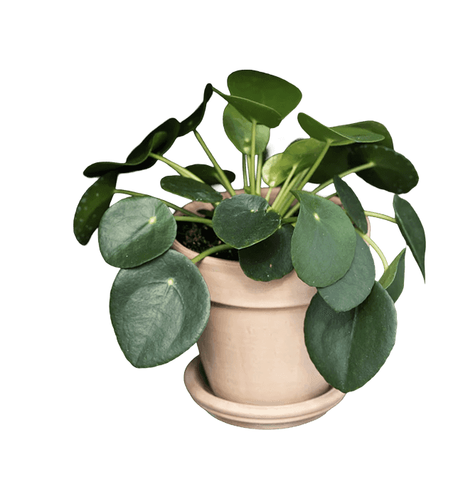 Kinesisk pengeplante, Pilea Peperomioides, Ø12 cm potte